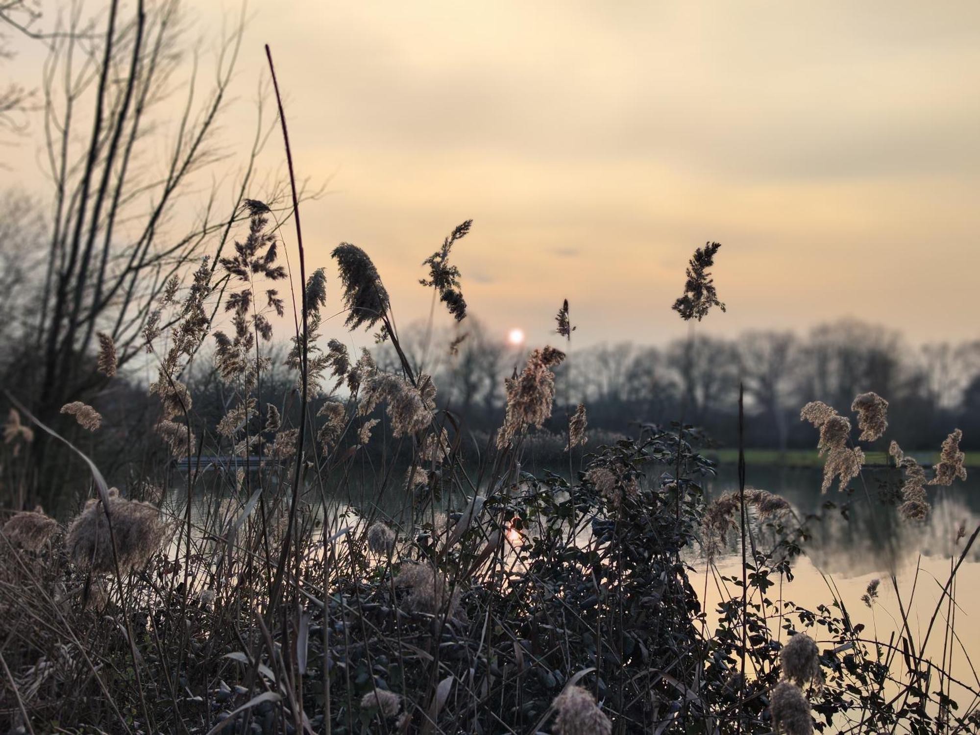 Domaine De La Roseliere • Nature • Brenne Rosnay  Eksteriør bilde